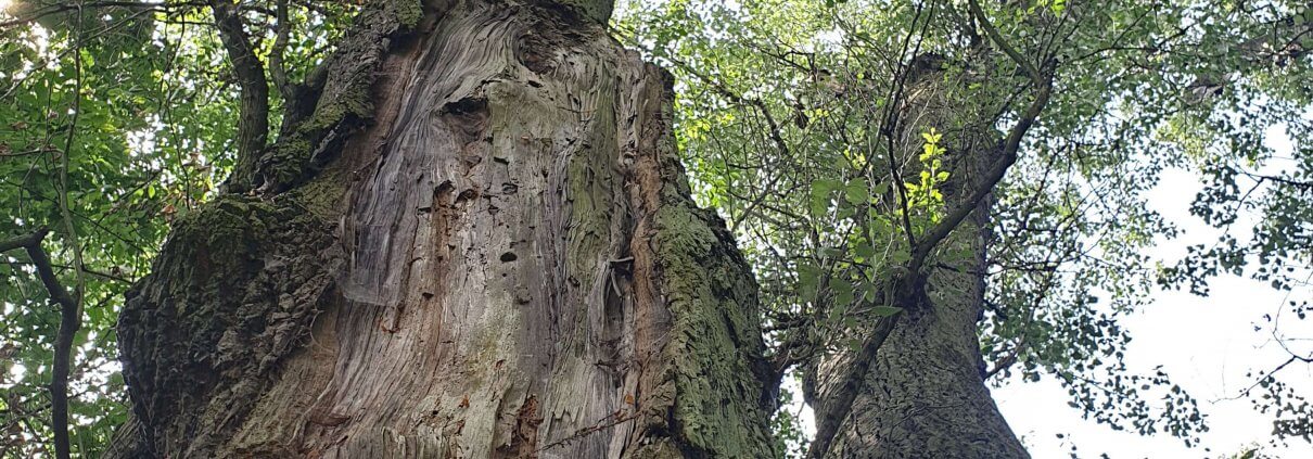 zdjęcie pomnikowych dębów ekspertyza ornitologiczna