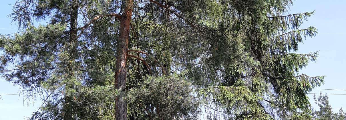 zdjęcie drzew do wycinki ekspertyza ornitologiczna