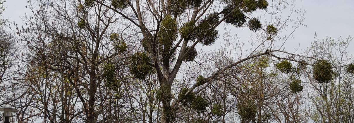 zdjęcie drzewa w mieście ekspertyza ornitologiczna