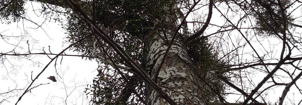 zdjęcie topoli z jemiołami ekspertyza ornitologiczna