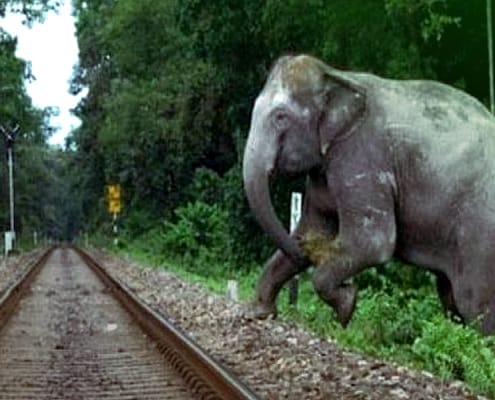 słoń wbiegający na tory kolejowe