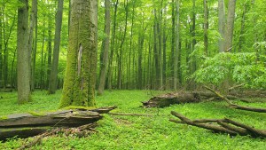 zdjęcie pierwotnego lasu liściastego z martwymi drzewami