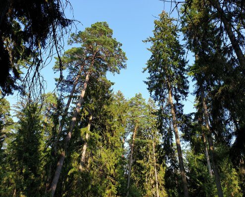 zdjęcie lasu inwentaryzacja przyrodnicza