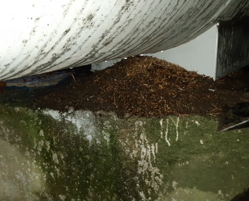 zdjęcie podpora magistrali ciepłowniczej z mrowiskiem przeniesienie mrowiska kompensacja przyrodnicza