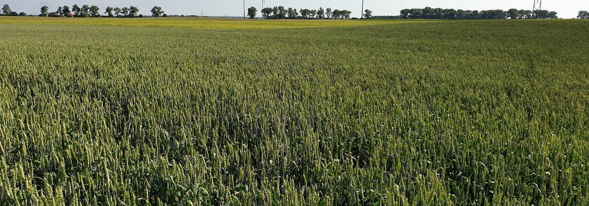 zdjęcie pola z turbinami wiatrowymi w tle ekspertyza ornitologiczna