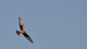 a Montagu's harrier hawk in the sky ornithological survey