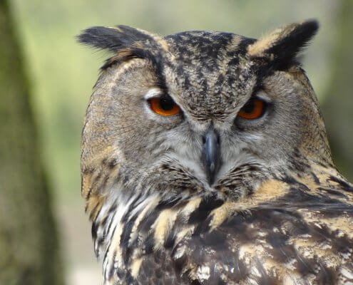 sowa puchacz noc sów