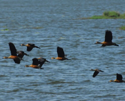 zdjęcie stada ptaków nad jeziorem monitoring przyrodniczy