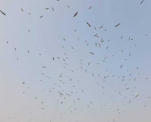 zdjęcie stada mew na tle nieba opinia ornitologiczna i chiropterologiczna
