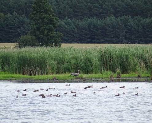 Ptaki pływające i brodzące na brzegu zbiornika
