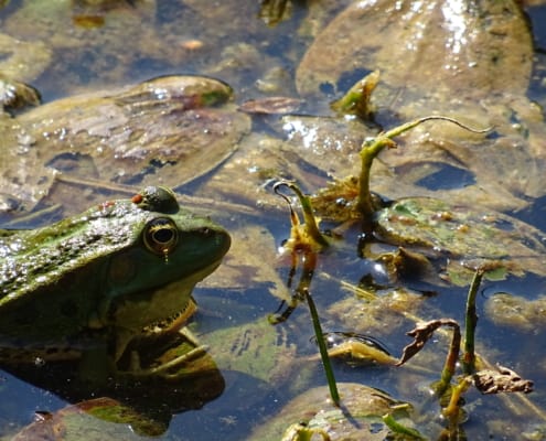 zdjęcie żaby zielonej w wodzie i liściach